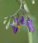 Climbing nightshade